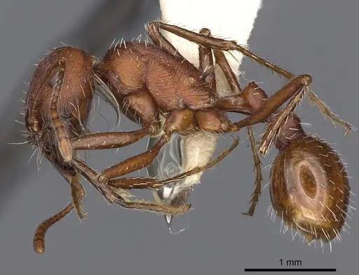 Pogonomyrmex montanus - CASENT0900378