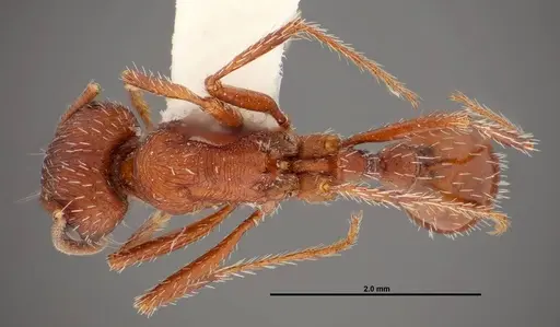 Pogonomyrmex montanus - FMNHINS0000049596