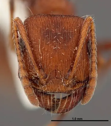 Pogonomyrmex montanus - FMNHINS0000049596