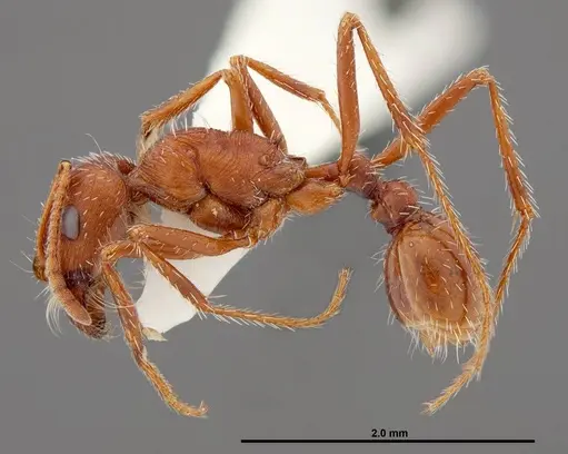 Pogonomyrmex montanus - FMNHINS0000049596