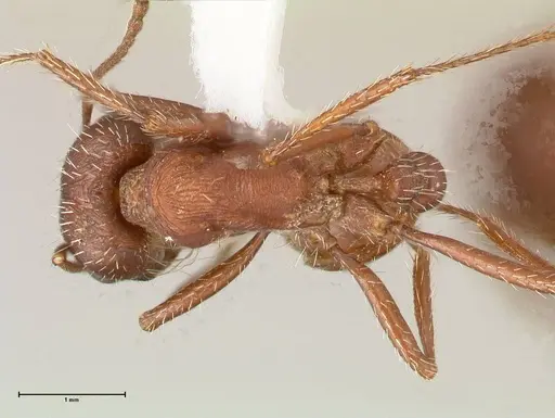 Pogonomyrmex montanus - FOCOL0603-1
