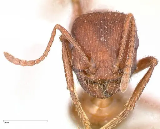 Pogonomyrmex montanus - FOCOL0603-1