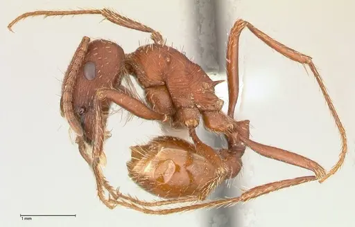 Pogonomyrmex montanus - FOCOL0603-1