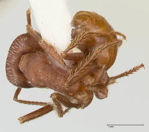 Pogonomyrmex montanus - FOCOL0603-2