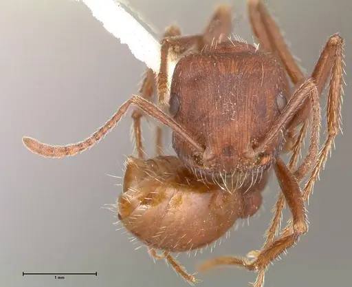 Pogonomyrmex montanus - FOCOL0603-2