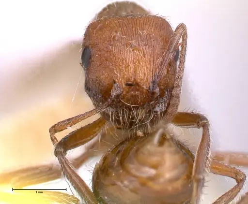 Pogonomyrmex montanus - FOCOL0604