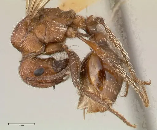 Pogonomyrmex montanus - FOCOL0604