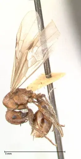 Pogonomyrmex montanus - FOCOL0604