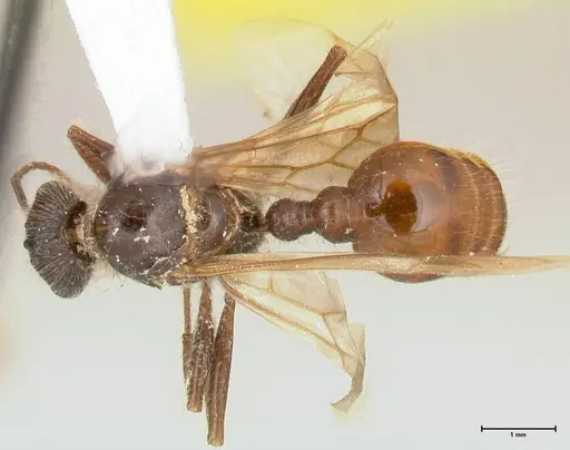 Pogonomyrmex montanus - FOCOL0605
