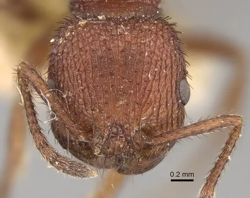 Pogonomyrmex naegelii specimen