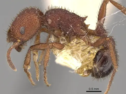Pogonomyrmex naegelii specimen