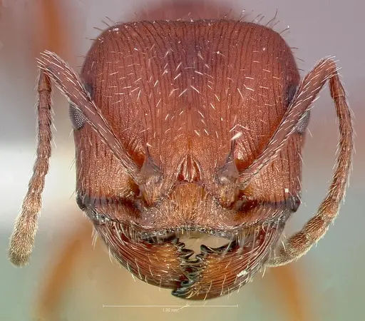 Pogonomyrmex occidentalis specimen
