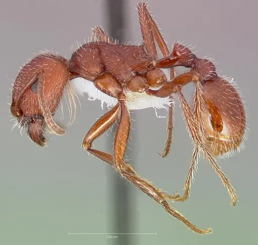 Pogonomyrmex occidentalis specimen