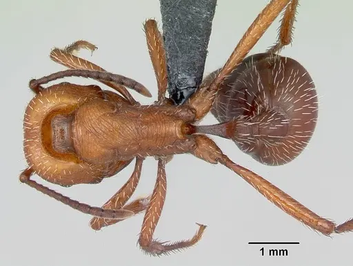 Pogonomyrmex pencosensis specimen