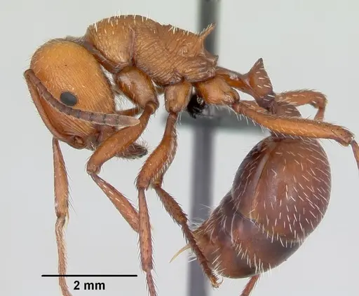 Pogonomyrmex pencosensis specimen