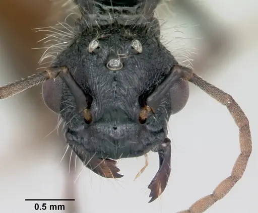 Pogonomyrmex pencosensis - CASENT0172683