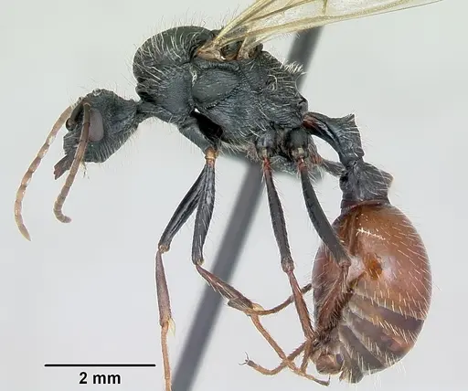 Pogonomyrmex pencosensis - CASENT0172683