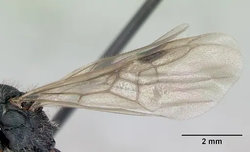 Pogonomyrmex pencosensis - CASENT0172683