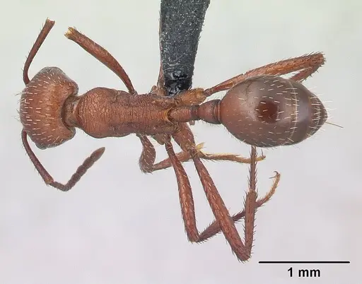 Pogonomyrmex pencosensis - CASENT0178878