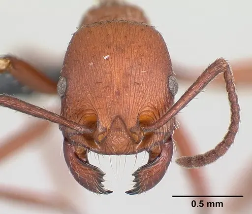 Pogonomyrmex pencosensis - CASENT0178878