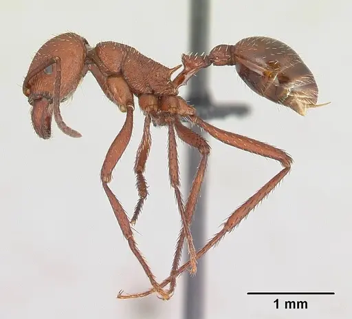 Pogonomyrmex pencosensis - CASENT0178878