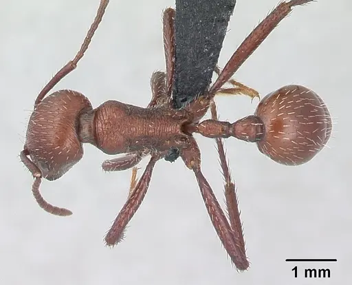 Pogonomyrmex pencosensis - CASENT0178879