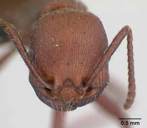 Pogonomyrmex pencosensis - CASENT0178879