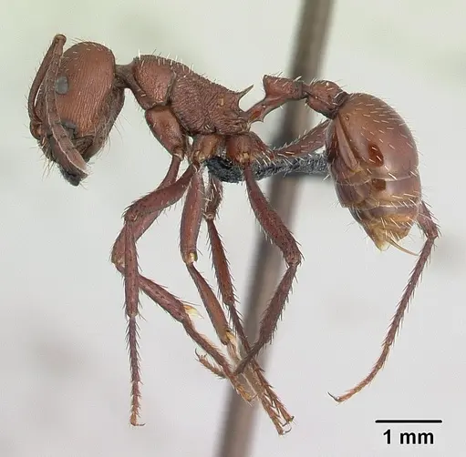 Pogonomyrmex pencosensis - CASENT0178879