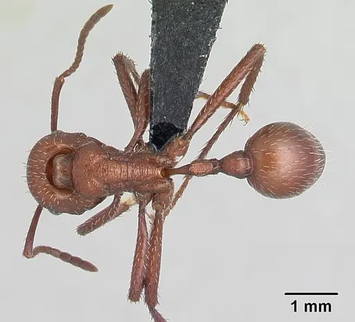 Pogonomyrmex pencosensis - CASENT0178880