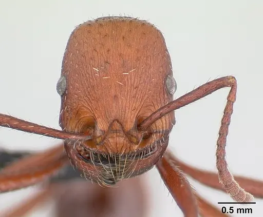 Pogonomyrmex pencosensis - CASENT0178880