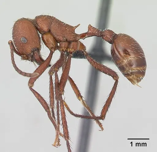 Pogonomyrmex pencosensis - CASENT0178880