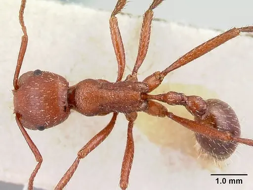 Pogonomyrmex pencosensis - CASENT0217253