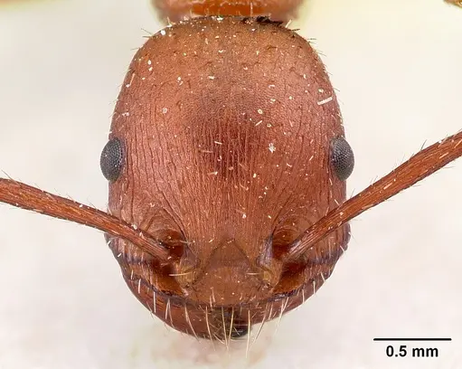 Pogonomyrmex pencosensis - CASENT0217253