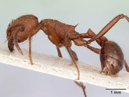Pogonomyrmex pencosensis - CASENT0217253