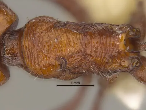 Pogonomyrmex pencosensis - CASENT0869790