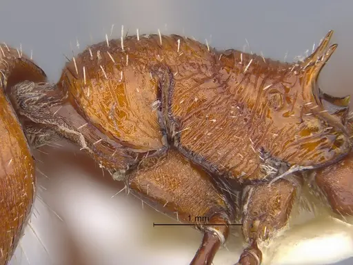 Pogonomyrmex pencosensis - CASENT0869790