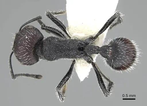 Pogonomyrmex pichachen specimen