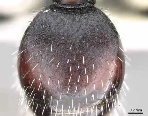 Pogonomyrmex pichachen specimen