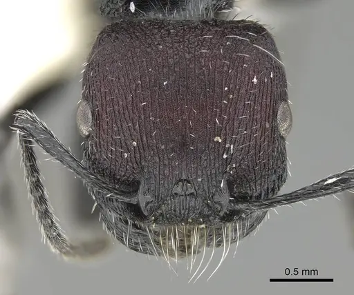 Pogonomyrmex pichachen specimen