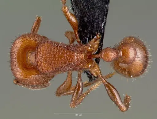 Pogonomyrmex pima specimen