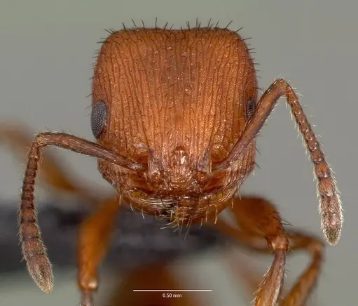 Pogonomyrmex pima specimen