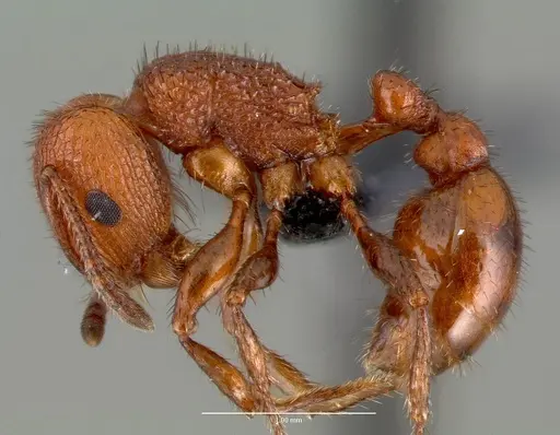 Pogonomyrmex pima specimen