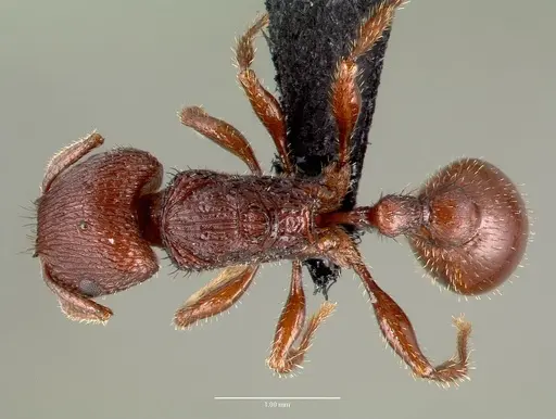 Pogonomyrmex pima - CASENT0006300