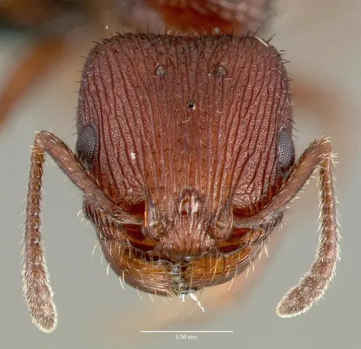 Pogonomyrmex pima - CASENT0006300