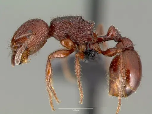 Pogonomyrmex pima - CASENT0006300