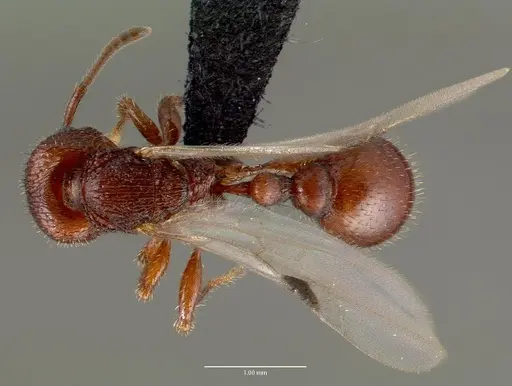 Pogonomyrmex pima - CASENT0006304