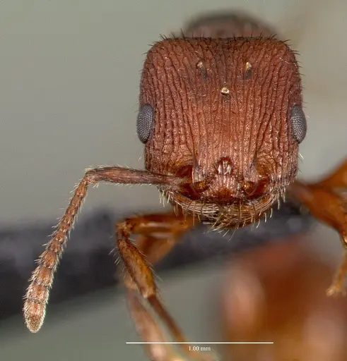 Pogonomyrmex pima - CASENT0006304