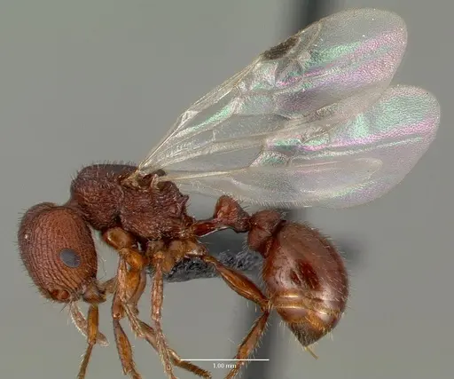 Pogonomyrmex pima - CASENT0006304