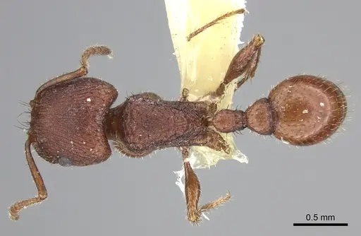 Pogonomyrmex pima - CASENT0217269