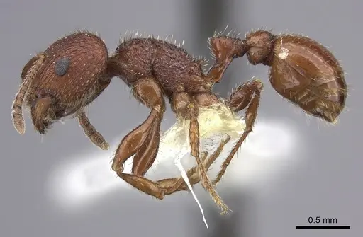 Pogonomyrmex pima - CASENT0217269